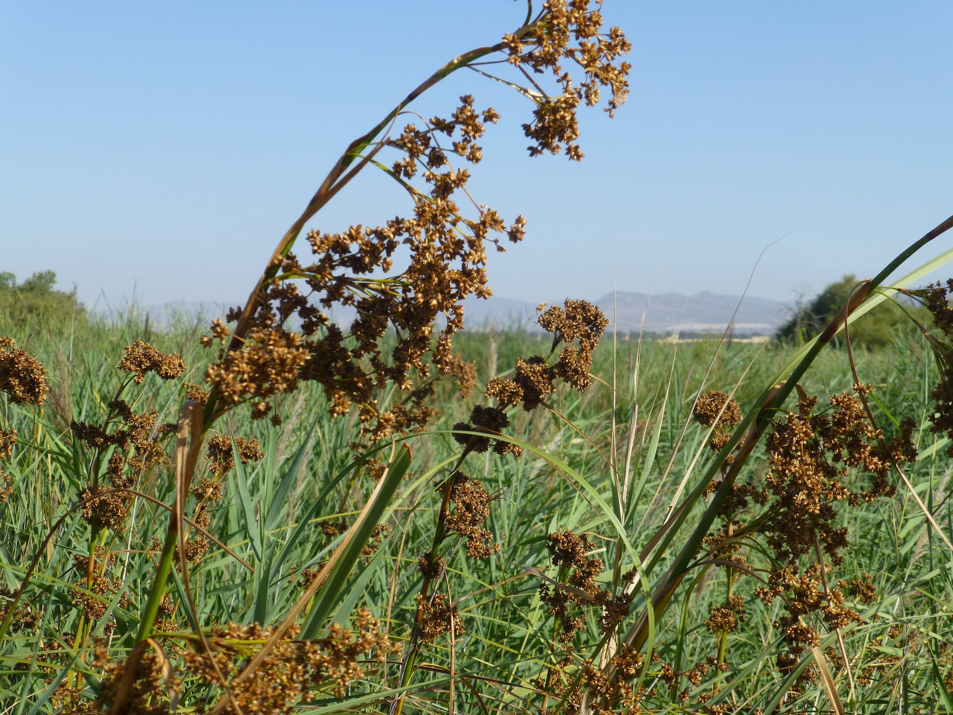 La grave sequía desencadena las primeras extinciones de plantas y aves