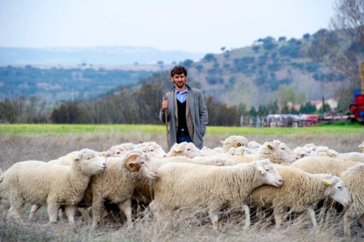 Las ovejas nunca pierden el tren De Cuenca al campo veinte años