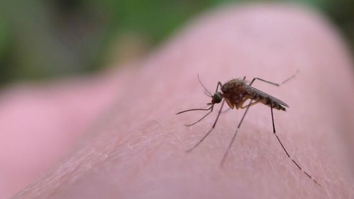 Por qué los mosquitos prefieren picar a algunas personas Ciencia