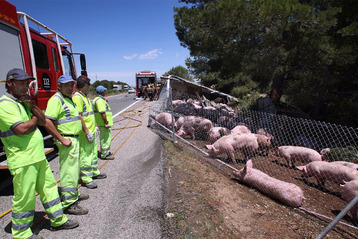 Cerdos sueltos en la autopista tras un accidente Cataluña EL PAÍS