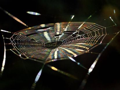 La luz del sol interaccióna con los hilos de una tela de araña