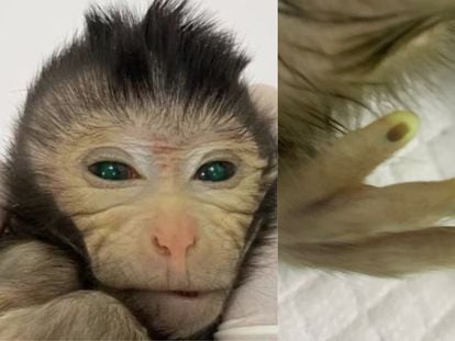 El mono quimérico nacido en el laboratorio chino presentaba células marcadas con proteína verde fluorescente.