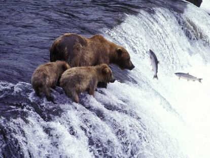 Osos pardos pescando salmón en el río McNeil, en Alaska.