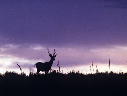 Un ciervo en el Parque Nacional de Do&ntilde;ana (Huelva). 