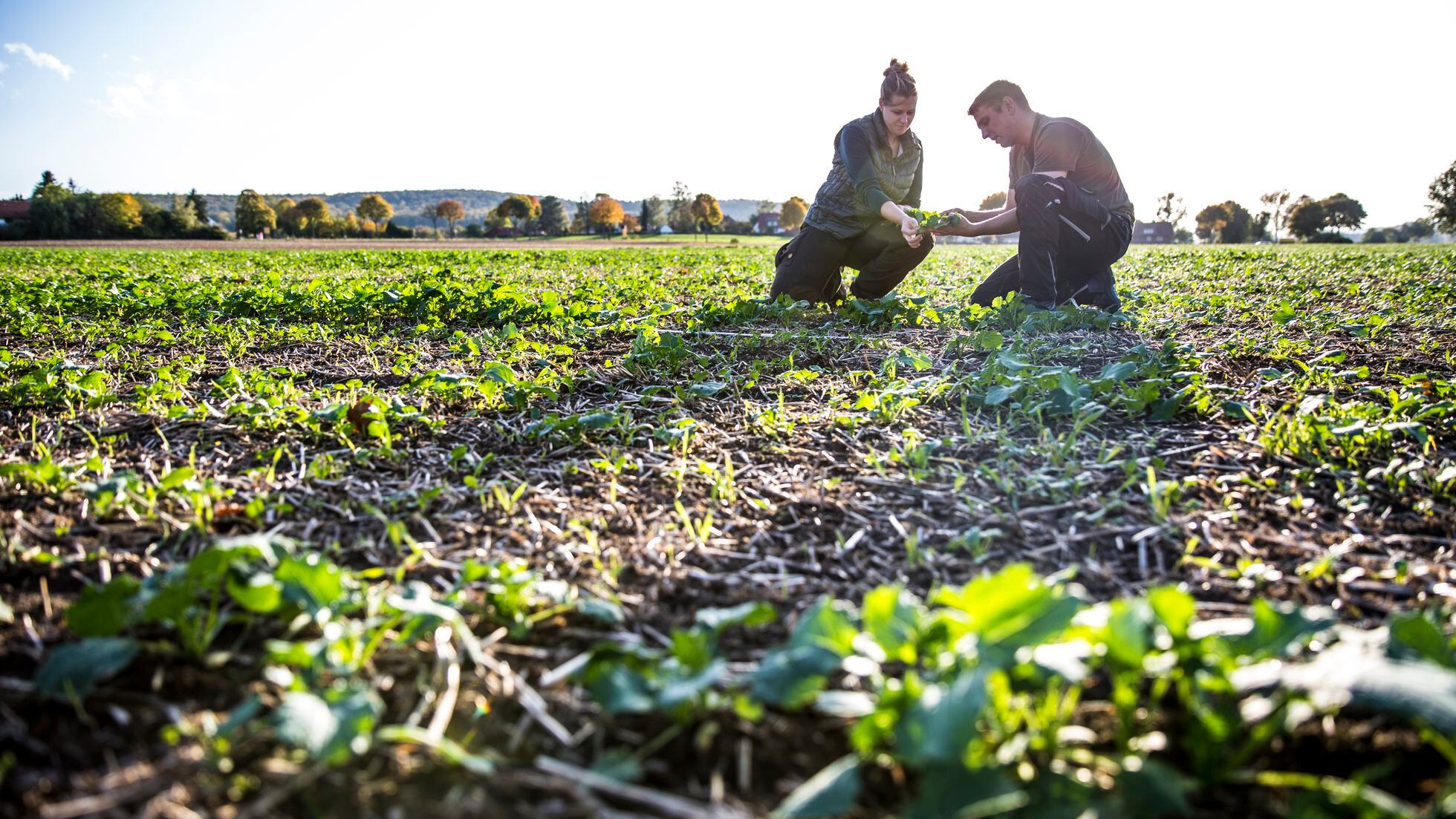 Así ayuda la agricultura de conservación a combatir el cambio climático |  Sociedad | EL PAÍS