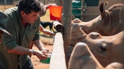 Conservationist Derek Macaskill feeds rescued rhinos at the Care for Wild sanctuary. 