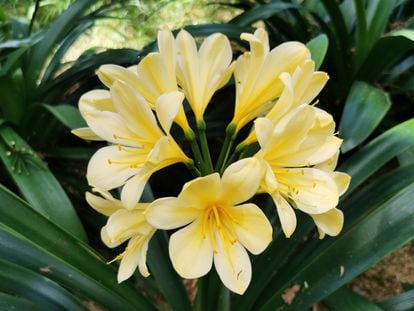 A selective focus shot of yellow clivia flower planted on a garden.