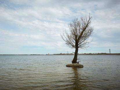 Un árbol en el río Dnieper, donde comienza el Canal de Crimea del Norte, en mayo de 2021 en Nova Kakhovka, Ucrania.