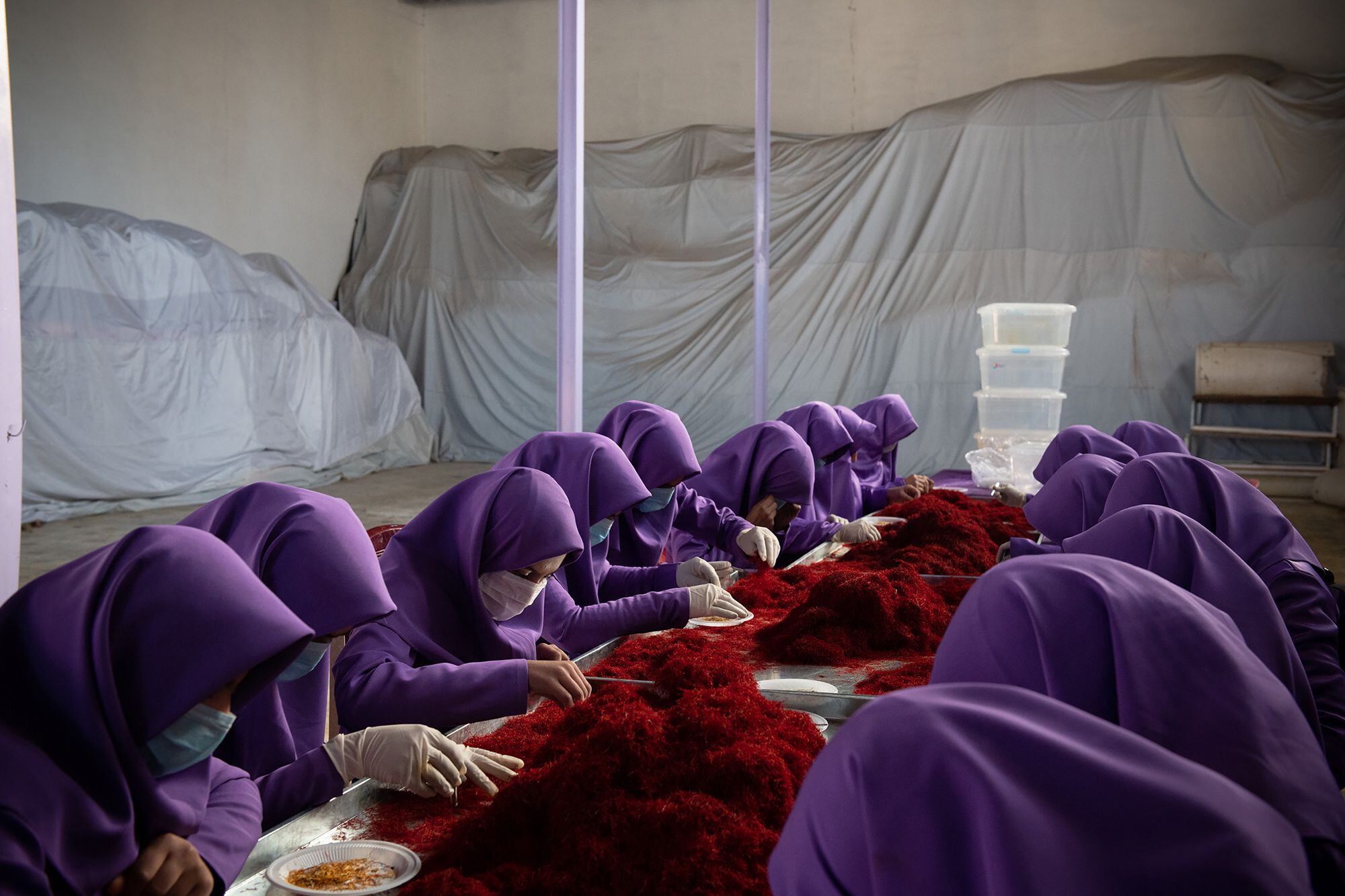 Un grupo de mujeres trabajan el azafrán en Herat (diciembre de 2018).