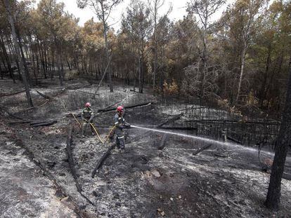 Brigadistas trabajan en Altura, afectada por el incendio forestal declarado el pasado mi&eacute;rcoles. 