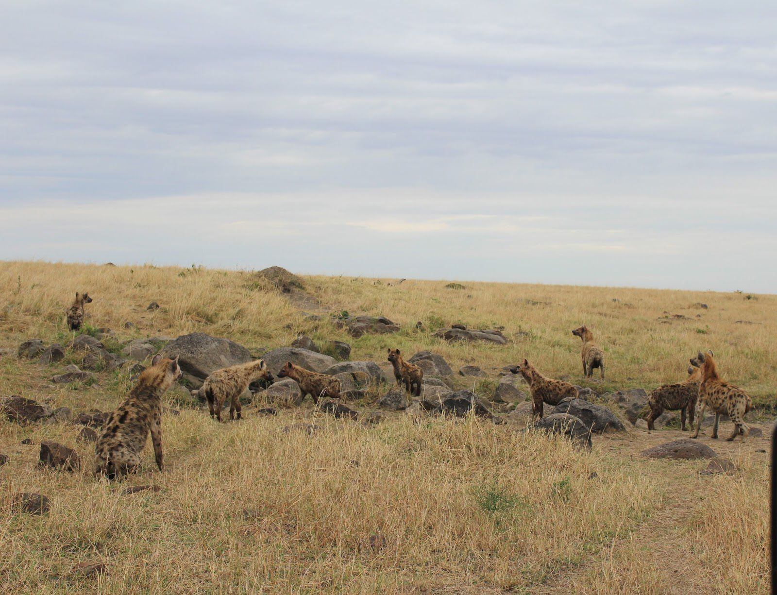 Un grupo de hienas del clan de 'Waffles', en Kenia.