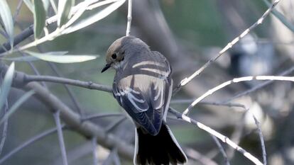Papamoscas cerrojillo 'Ficedula hypoleuca'. De un tamaño de unos 13 centímetros. Se alimenta de insectos y bayas. Anida en las cavidades de los árboles.