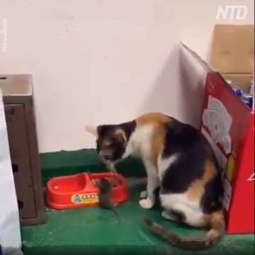 Extracto de un vídeo de un gato y un ratón en paz.