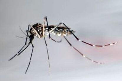 Un mosquito Aedes aegypti.