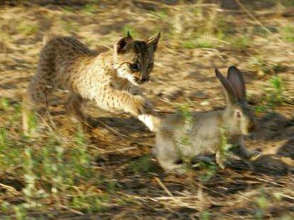 La escasez de esta presa fundamental para linces y águilas imperiales está a un nivel  preocupante 