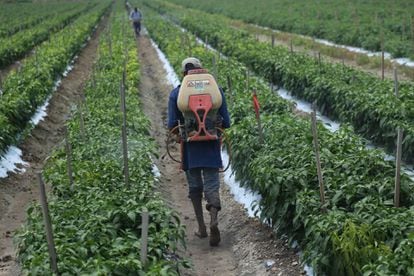 Un agricultor rocía con pesticidas una cosecha en Tanhuato, Michoacán, en agosto de 2017.