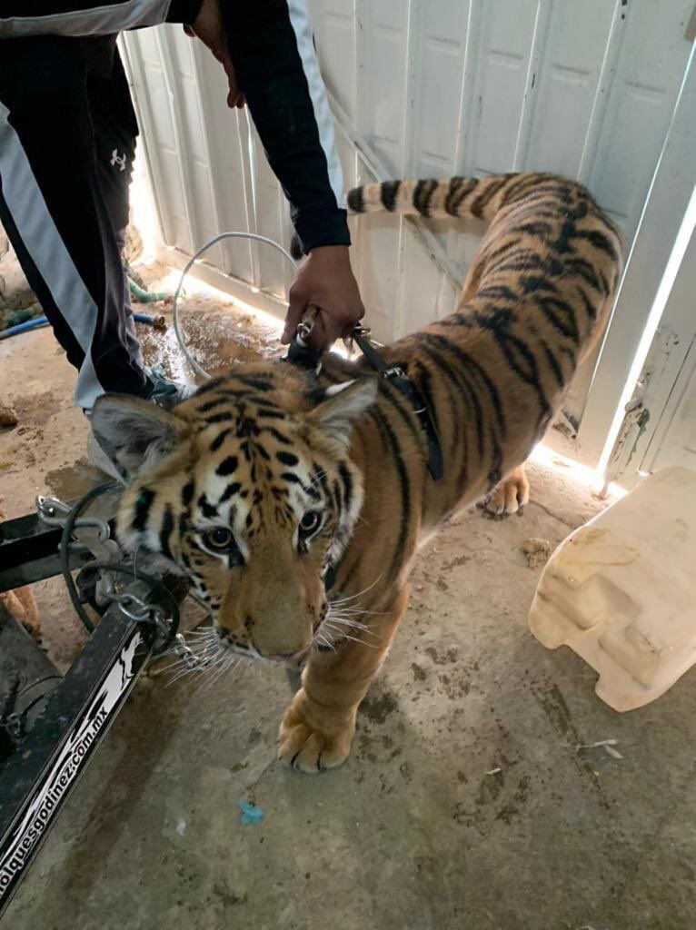 Un tigre asegurado por la PROFEPA el 12 de marzo de 2022 en el municipio de Chimalhuacán, Estado de México. 