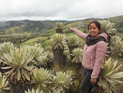 Diana Puenguenan posa delante de frailejones en el resguardo indígena de Cumbal, en los páramos del sur de Colombia, el 3 de mayo.