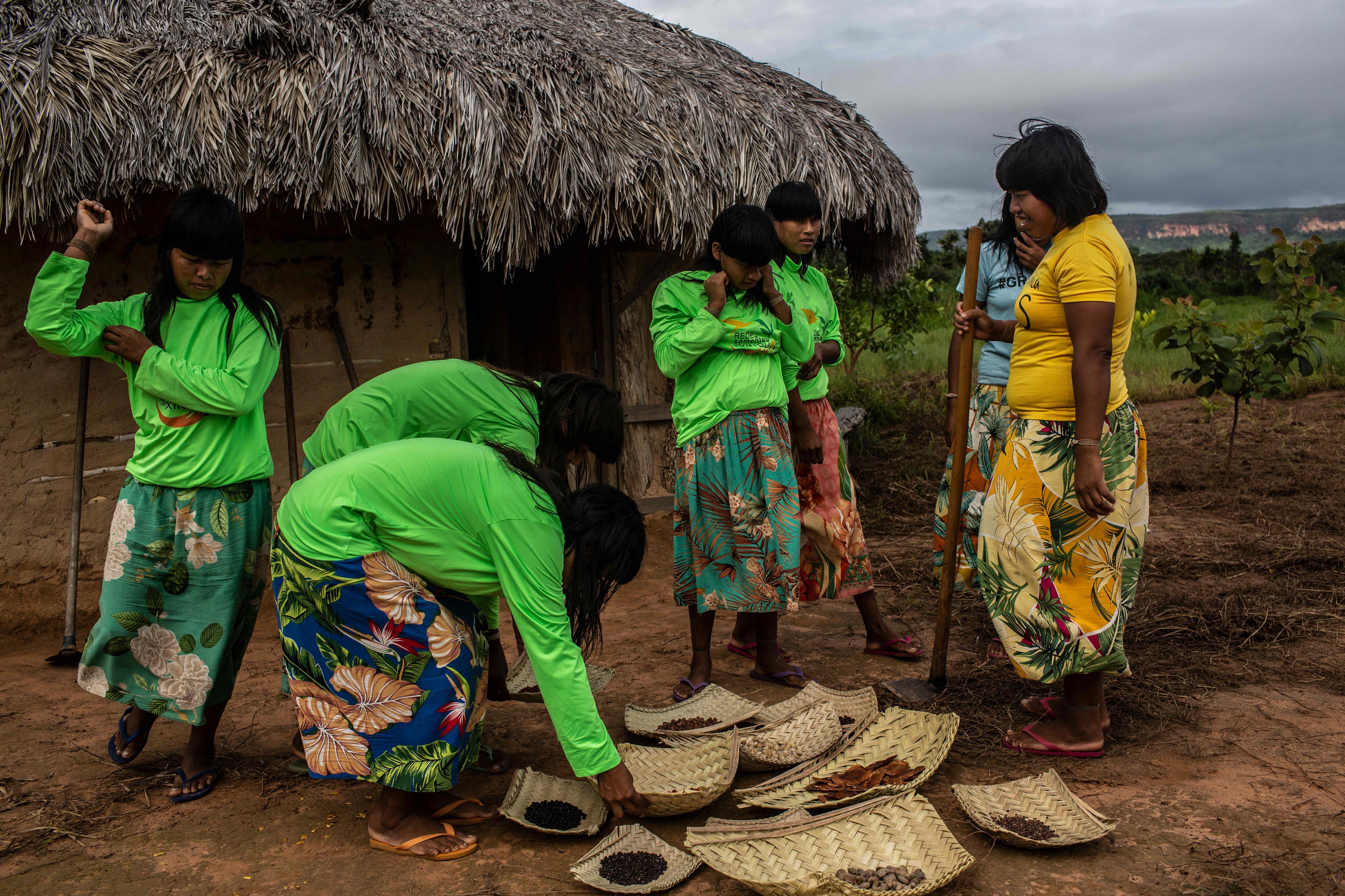 Mujeres xavantes recogen varias semillas nativas para plantarlas juntas en un el sistema de plantación 'muvuca' (palabra portuguesa para describir a muchas personas en un lugar pequeño). 