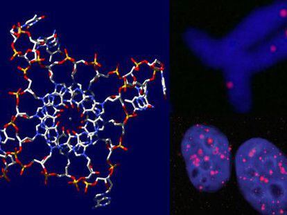 A la izquierda, representación de las estructuras de cuádruple hélice. A la derecha, su visualización en células cancerosas.