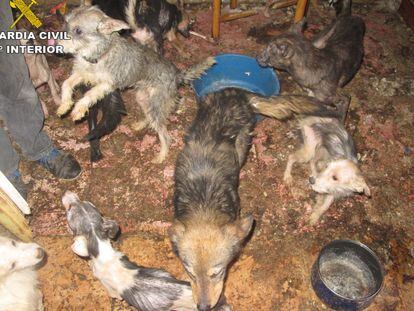 Algunos de los perros hacinados en la vivienda de Benaguasil.