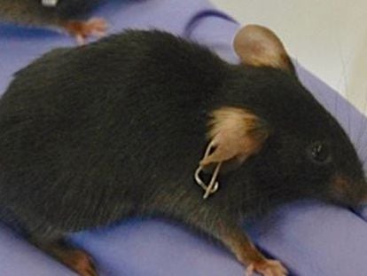 Un equipo dirigido por Juan Carlos Izpisúa logra alargar la vida de ratones reprogramando sus células