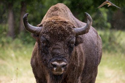 Un ejemplar de bisonte europeo en la finca La Perla, en Cubillo (Segovia).