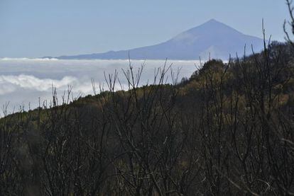 Bosque calcinado en Las Tajoras (La Gomera). Al fondo, el Teide, en la vecina Tenerife.