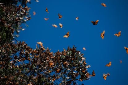 Mariposas monarcas en los santuarios de invernada de México.