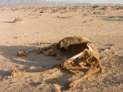 Los restos de un dromedario muerto en el desierto, cerca del oasis Tighmert (Marruecos), en abril de 2020.