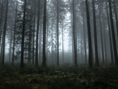 Un paisaje boscoso envuelto en neblina en Dartmoor, en Devon (Inglaterra).