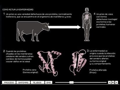 Dos muertos por 'vacas locas'