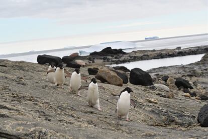 Unos pingüinos de Adelia caminan sin capa de hielo en la bahía Lützow-Holm (Antártida).
