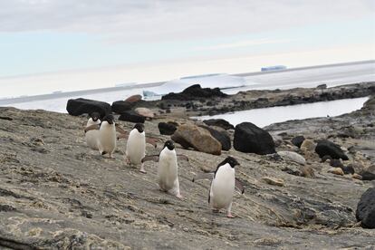 Unos pingüinos de Adelia caminan sin capa de hielo en la bahía Lützow-Holm (Antártida). 