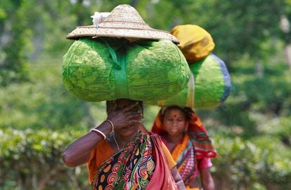 Los trabajadores cargados con sacos de hojas de té en el jardín de té de Fatikchera finca en las afueras de Agartala, India.