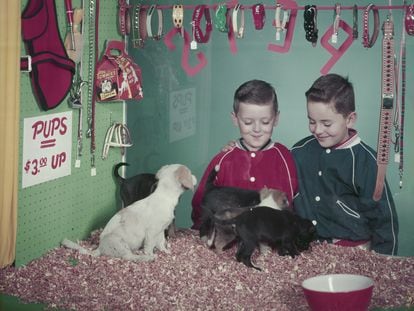 Dos chicos observan a los perros en venta en una tienda en el año 1957. Afortunadamente, la estampa de animales enjaulados y en venta está desapareciendo paulatinamente de las ciudades.