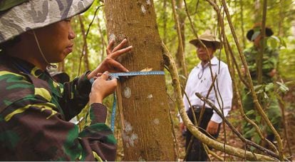 Investigadores del programa de evaluación nacional de los bosques de Vietnam miden el grosor de los árboles.
