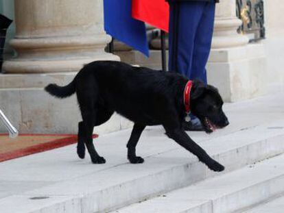 Los Macron adoptan a un perro, siguiendo una larga tradición de los presidentes franceses