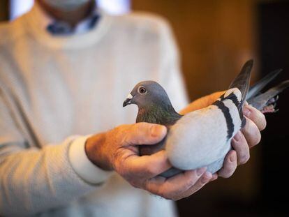 El copropietario de la casa de subastas Pipa, especializada en palomas, muestra a New Kim. 