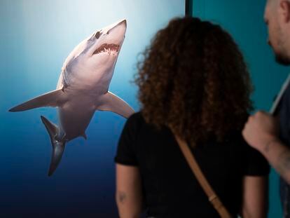 Visitantes de la exposición sobre tiburones en Barcelona, ante una de las fotos.

Llega a Barcelona la exposición 'Sharks' de National Geographic, en el Movistar Centre de Barcelona.

Foto: Gianluca Battista