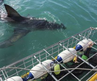 Varios turistas en una inmersión con jaula junto a un tiburón en la costa de Ganbaai, en Sudáfrica.