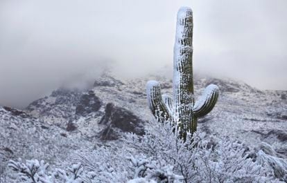 Las autoridades de la ciudad de Tucson han reportado que la nieve ha alcanzado una caída de hasta 3,81 centímetros. En la imagen, un cactus cubierto de nieve en la sierra de Santa Catalina, al norte de Tucson. 