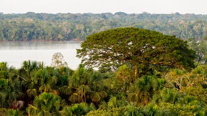 Vista panorámica del Parque Nacional Yasuní, en Ecuador.