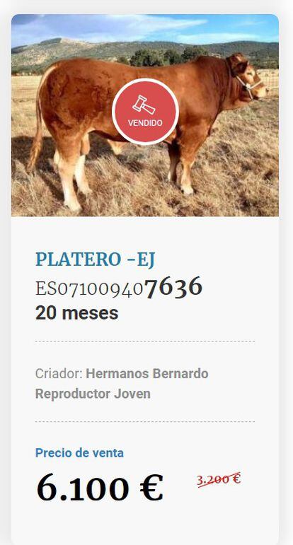 'Platero', el toro de raza limusina más cotizado de la primera subasta de vacuno por internet en tiempo real que se celebra en España.