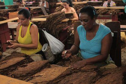 Las plantas se dividen por tipos y se prensan. En este taller en Pinar del Río trabajan 144 mujeres que hacen el "despalillado", quitar las "venas" de las hojas que se utilizan posteriormente para productos de estética.