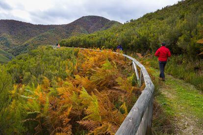 Situados en el extremo suroeste de Asturias, los robledales de esta reserva constituyen uno de los bosques mejor conservados y más deslumbrantes de España. Robles, arces, abedules, hayas, serbales, mostajos, majuelos y otras especies del bosque caducifolio se arraciman en los angostos vallejos y barranqueras. La magia del bosque envuelve cada resquicio de Muniellos, mantenido por su aspereza en un estado casi puro. Umbrías y solanas se mezclan en un juego de luces que oculta la presencia de una rica fauna, muy difícil de observar. Osos, lobos, corzos, rebecos, urogallos, pitos negros, martas, nutrias…, ahí están todos aunque no se les ve.