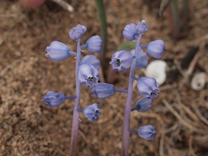 'Muscari parviflorum' es una planta de distribución mediterránea que florece entre septiembre y noviembre. En España, solo está presente en la costa de Málaga y en Mallorca. 