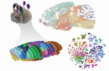 Representación tridimensional del cerebro de un ratón dividido en secciones.