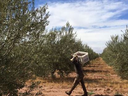 Devico comercializa aceite en Estados Unidos proceente de sus cultivos de Marruecos (en la imagen) a trav&eacute;s de su marca Pompeian. 