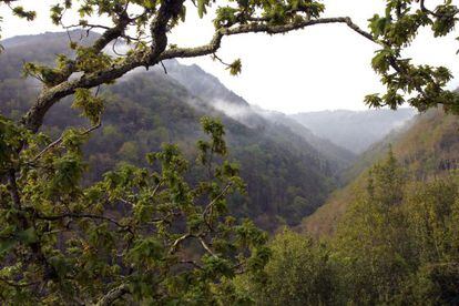 Vista de la zona del parque que se salv&oacute; de las llamas.